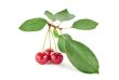 Red cherry