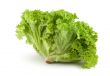 Bush lettuce