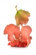 Viburnum