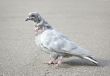 Grey pigeon 
