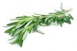 Rosemary