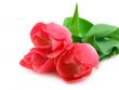 Three beautiful pink tulips