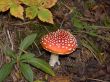 Amanita muscaria