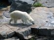 polar bear
