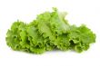 Leaves lettuce