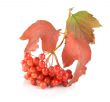 Ripe viburnum isolated