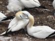 Northern gannets close up