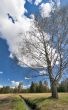 Awakening birch tree