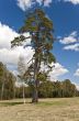 Pine-tree