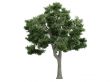 Ash or Fraxinus