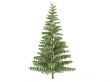 Spruce or Picea