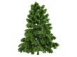 Cedar or Cedrus deodara