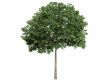 Rowan or Sorbus