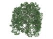 Linden or Tilia