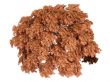Maple or Acer japonicum