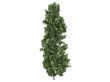 Poplar or Populus