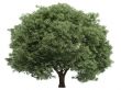 Willow or Salix fragilis