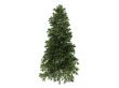 Spruce or Picea abies