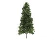 Spruce or Picea abies