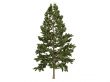 Cork pine or Pinus strobus