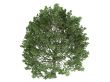 Hornbeam or Carpinus