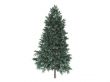 Spruce or Picea abies