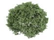 Willow or Salix fragilis