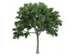 Elm or Ulmus