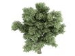Oak or Quercus petraea