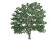Linden or Tilia