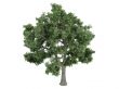 Ash or Fraxinus