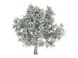 Pear or Pyrus