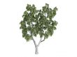 Birch or Betula