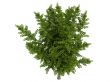 Ginkgo biloba