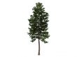 Pine or Pinus sylvestris