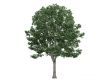 Linden or Tilia