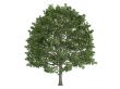 Hornbeam or Carpinus