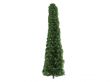 Thuja