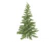Spruce or Picea