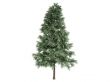 Pine or Pinus sylvestris