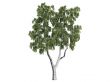 Birch or Betula