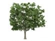 Maple or Acer platanoides