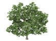 Maple or Acer platanoides