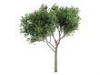 Willow or Salix fragilis