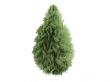 Cypress or Chamaecyparis lawsoniana