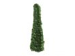 Thuja