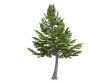 Cedar or Cedrus libani