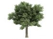 Oak or Quercus petraea