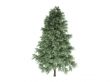 Pine or Pinus sylvestris