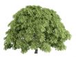 Maple or Acer palmatum